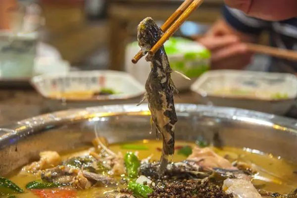 华飞贡椒鱼nba无插件极速体育_jrs直播网_jrs低调直播网学员制作成品